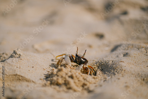 little crab closeup walking along the beach sand © cassiokendi
