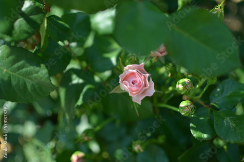 Obraz na plátne a rose surrounded by green leaves