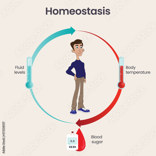 Biology homeostasis science vector illustration infographic photo