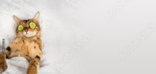 Canvas Print Funny cat is relaxing in the spa
