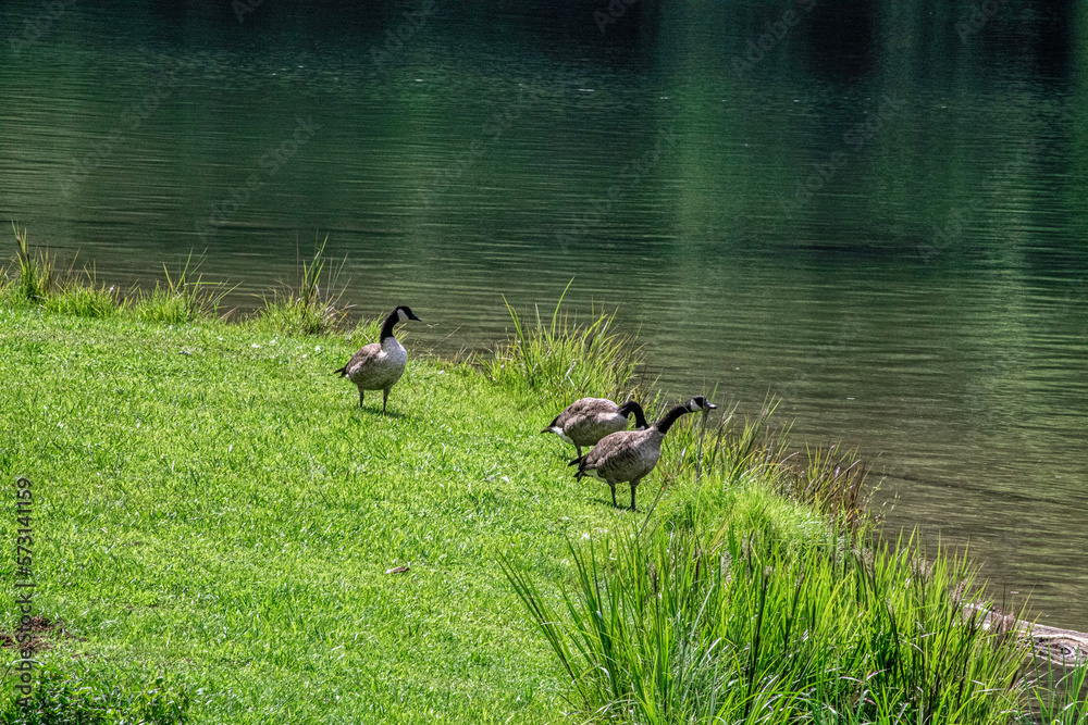 ducks on the lake ducks on the lake