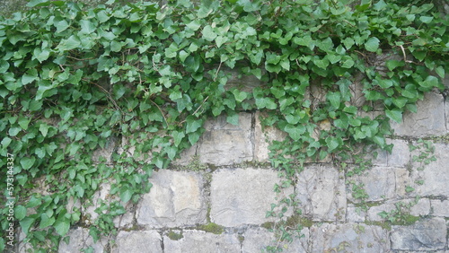 Texture. Background. Stone wall. Texture of masonry. Gray stone. gray stone wall © Anton