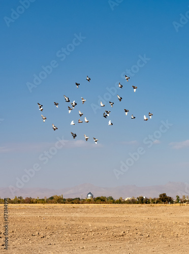 Pigeon flight © Farhad