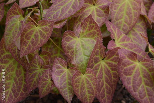 Closeup of of bronze green leaves of Epimedium versicolor sulphureum filling the frame. photo