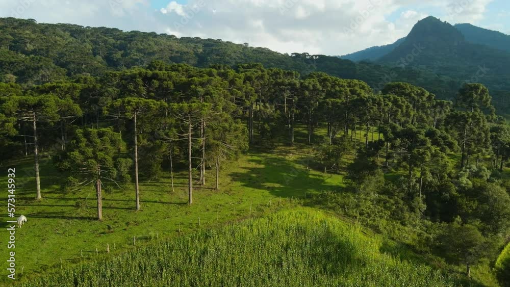 Aerial view of landscape with araucaria forest and mountains in the municipality of Urubici, Brazil Aerial view of landscape with araucaria forest and mountains in the municipality of Urubici, Brazil