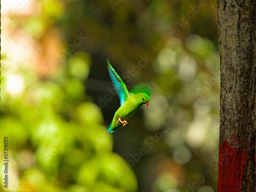 vernal hanging parrot in flight