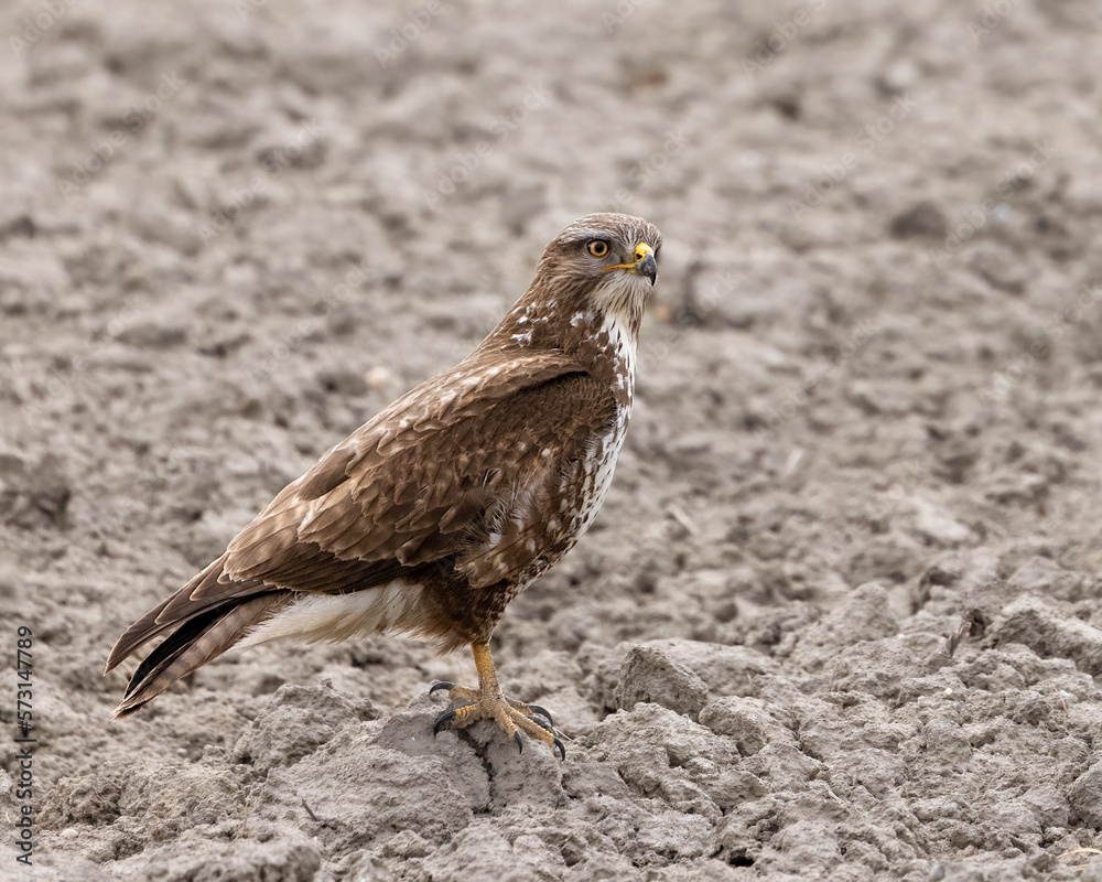 Fototapeta premium Buzzard Wildlife
