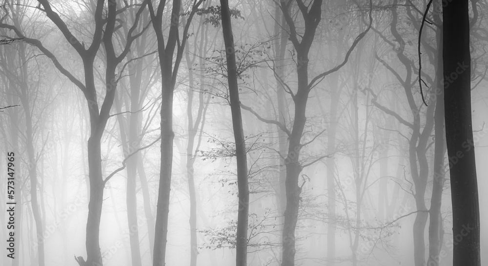 Obraz premium Foggy autumn forest 