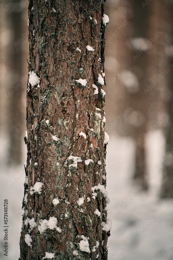 Fototapeta premium Background texture of tree bark with snow. Green tree bark with snow.