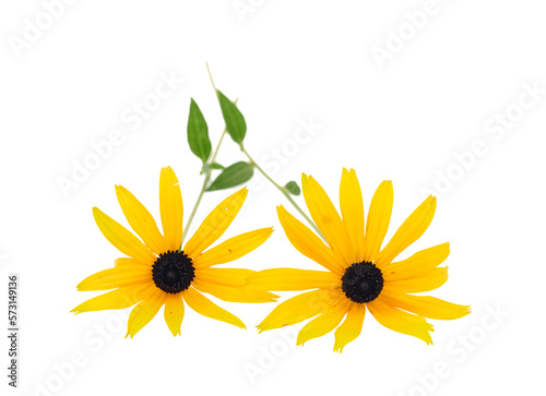 Two Black eyed susan- rudbeckia flowers isolated on white background.           