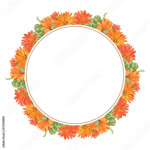 A beautiful wreath of calendula. Round flower arrangement on a white background. A wreath of medicinal flowers to decorate homeopathic tea, eco-products, natural cosmetics. Watercolor