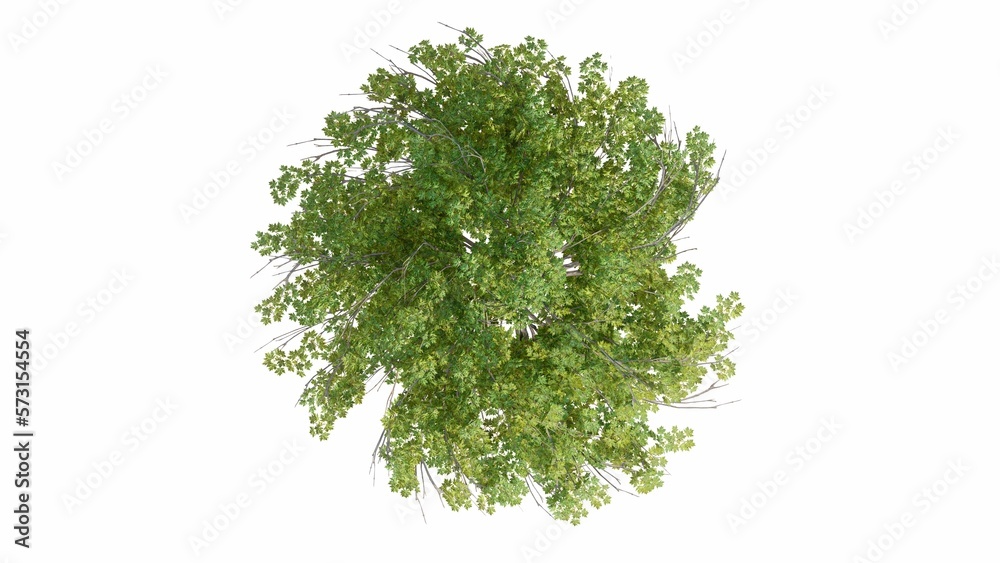 3D Top view Green Trees Isolated on white background, use for visualization in graphic design. 3D Top view Green Trees Isolated on white background, use for visualization in graphic design.