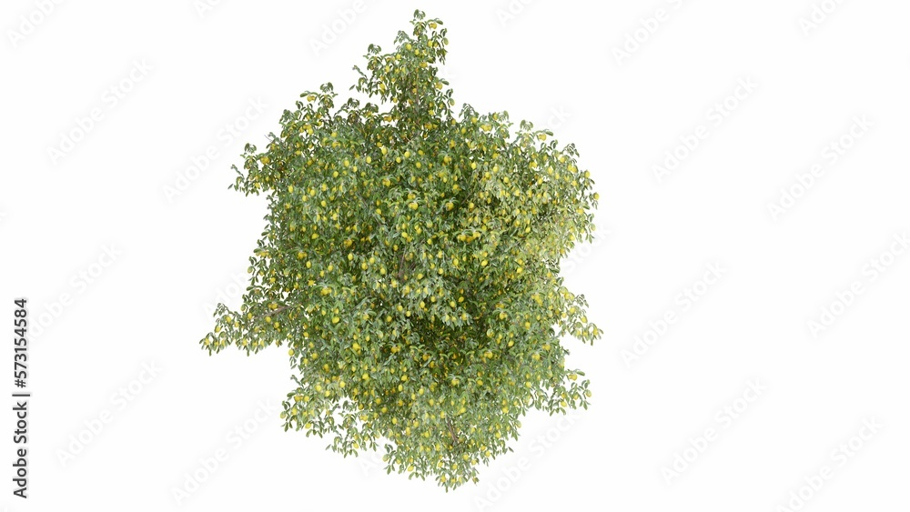 Obraz premium 3D Top view Green Trees Isolated on white background, use for visualization in graphic design. 