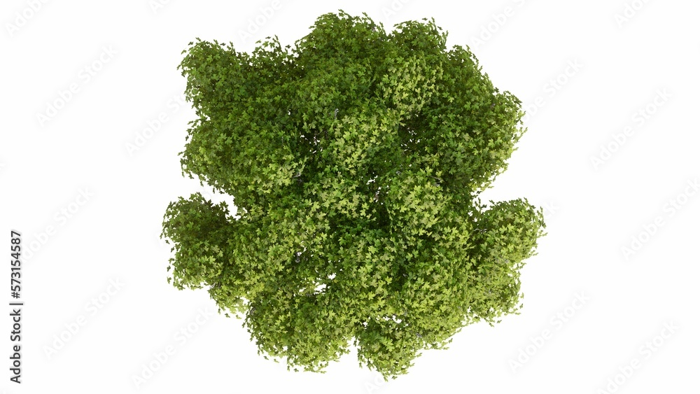 Obraz premium 3D Top view Green Trees Isolated on white background, use for visualization in graphic design. 