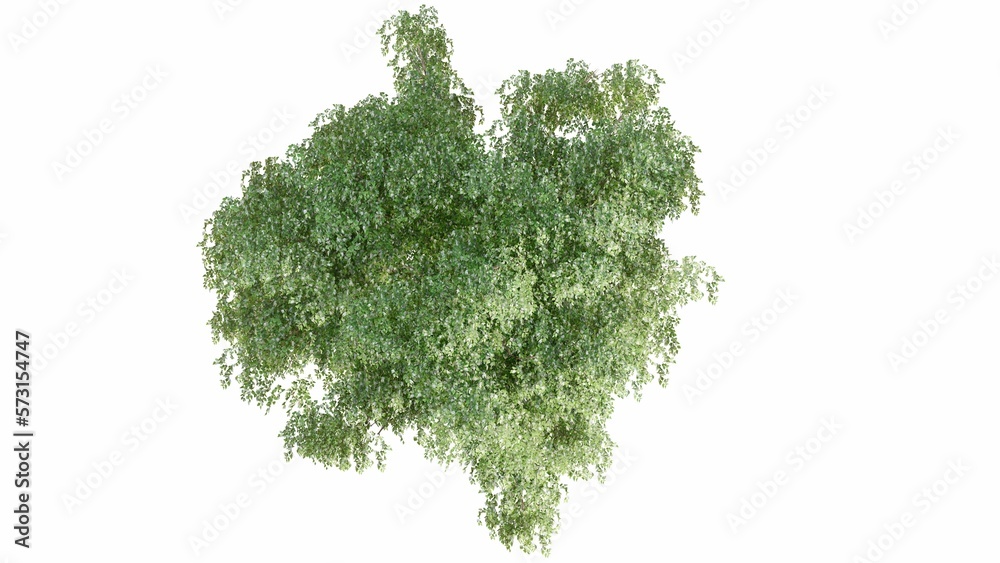Naklejka premium 3D Top view Green Trees Isolated on white background, use for visualization in graphic design. 