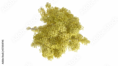 3D Top view yellow, red, pink flourishing
Trees Isolated on white background, use for visualization in graphic design.
 photo