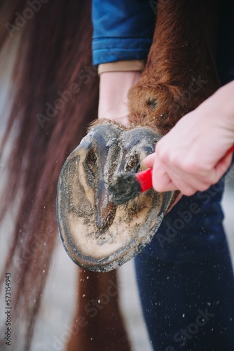 picking out horse hoof