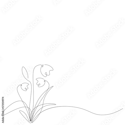 Snowdrop flowers line drawing on white background