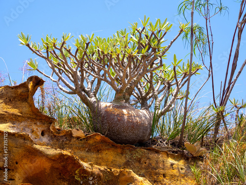 A beautiful Pachypodium is grown into a small rock Antsirabe, wild nature of Madagascar.