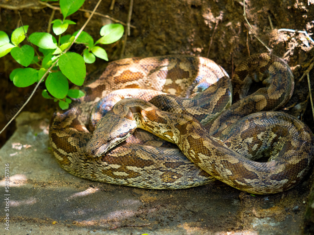 Large Dumeril's Ground Boa, Acrantophis dumerili, curled up on a rock in Antsirabe, Madagascar wildlife. Large Dumeril's Ground Boa, Acrantophis dumerili, curled up on a rock in Antsirabe, Madagascar wildlife.