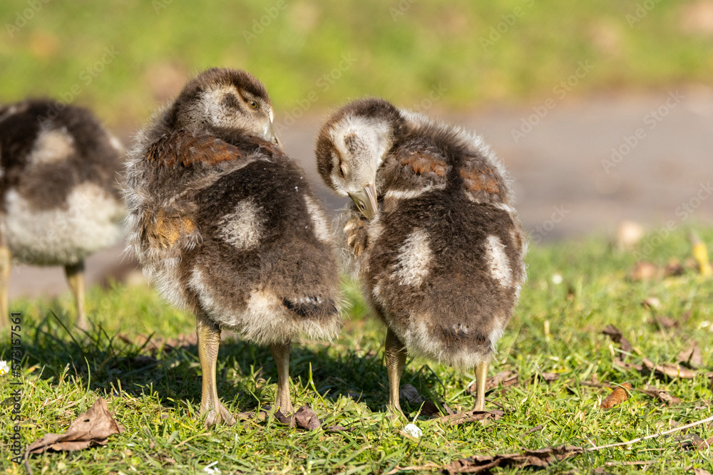 Nilgans (Alopochen aegyptiaca) Nilgans (Alopochen aegyptiaca)