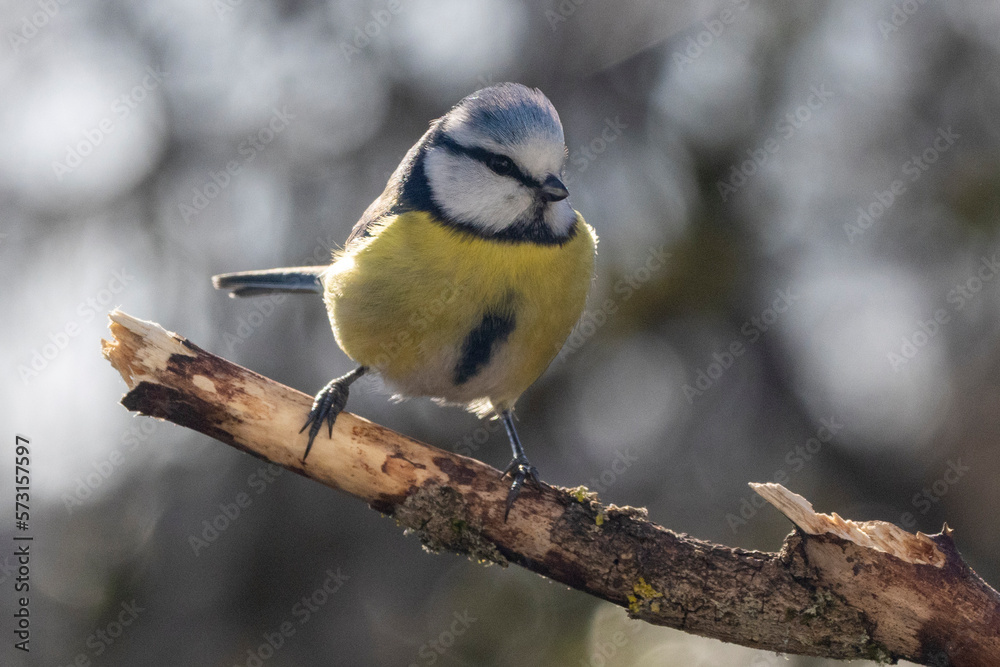 Naklejka premium Blaumeise&nbsp;(Cyanistes caeruleu)