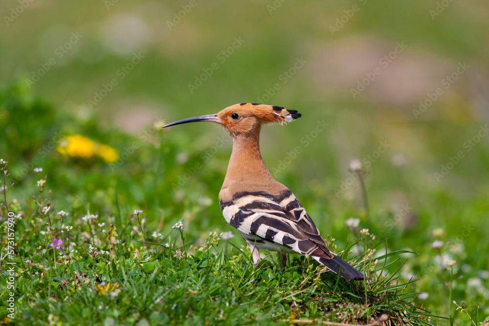 bird watching on the grass, Eurasian Hoopoe, Upupa epops bird watching on the grass, Eurasian Hoopoe, Upupa epops