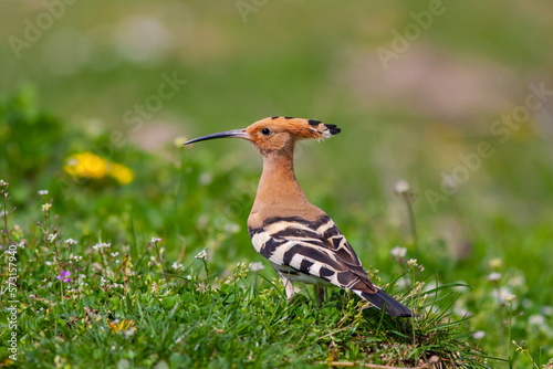 bird watching on the grass, Eurasian Hoopoe, Upupa epops © kenan