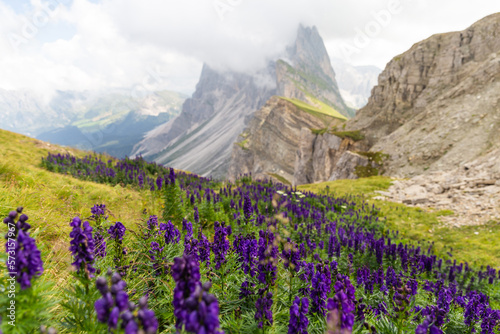 purple flowers and Seceda mountain behind