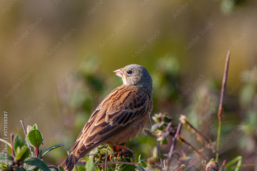 bird looking around in woodland, Ortolan Bunting, Emberiza hortulana bird looking around in woodland, Ortolan Bunting, Emberiza hortulana