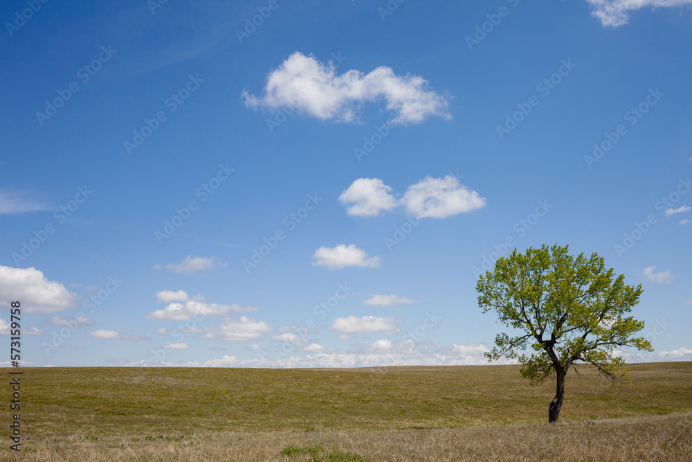 Single tree growing on grassland Single tree growing on grassland