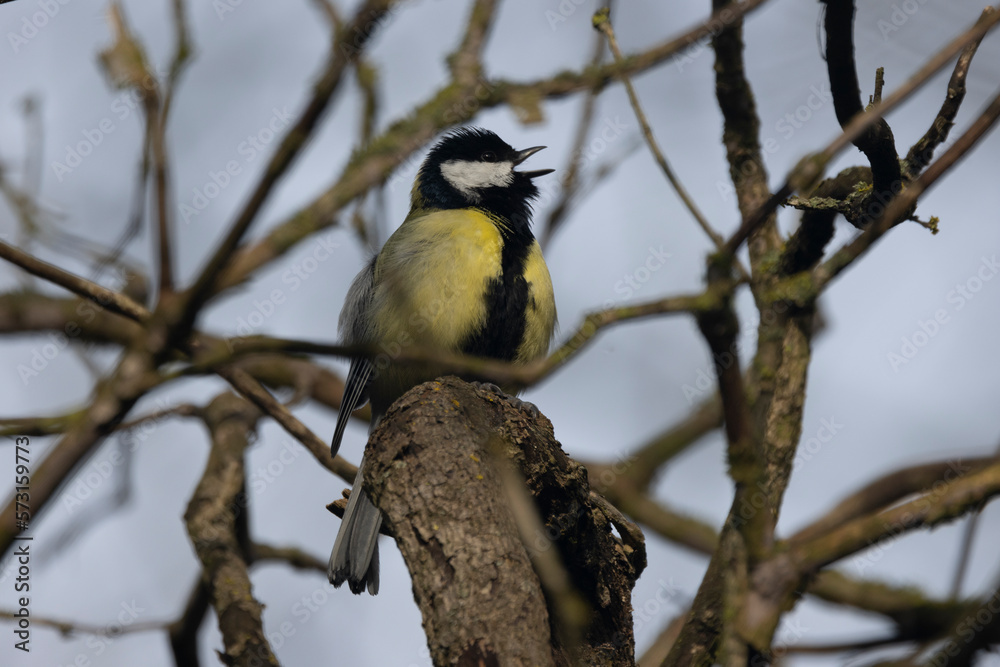 Fototapeta premium Kohlmeise (Parus major)