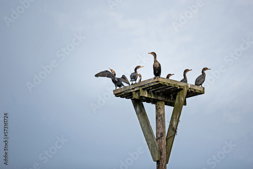 Double crested cormorants resting on top of a nesting platform. photo