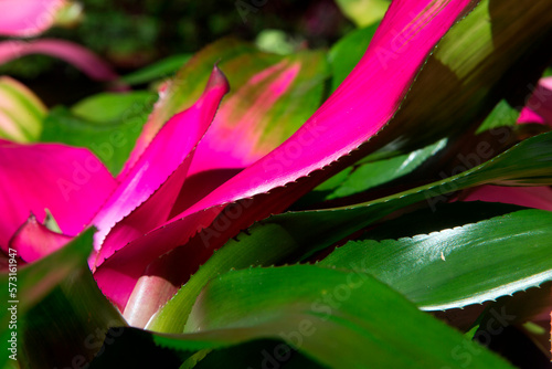 Tropical plant aechmea fulgens with green leaves and pink flower photo