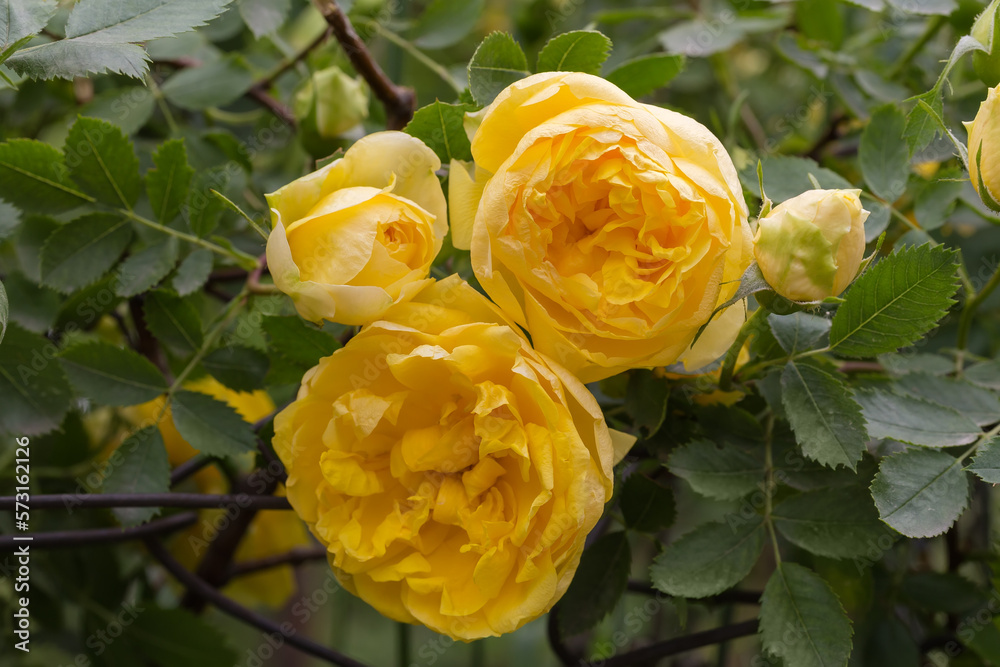 Yellow flowers of garden creeping rose on a blurred background Yellow flowers of garden creeping rose on a blurred background