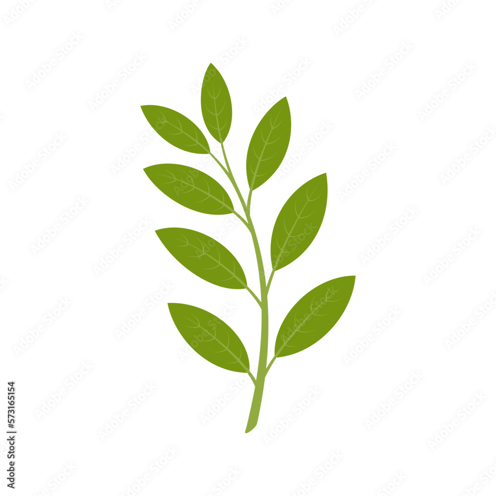 Bay leaves isolated on white background. Vector illustration. Flat style. Bay leaves isolated on white background. Vector illustration. Flat style.