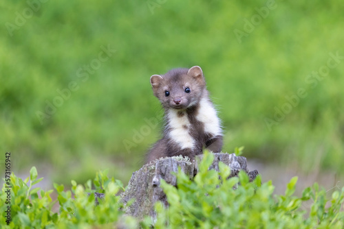 Cute marten is posing in the moss looking at the camera. Horizontally.  © frank11