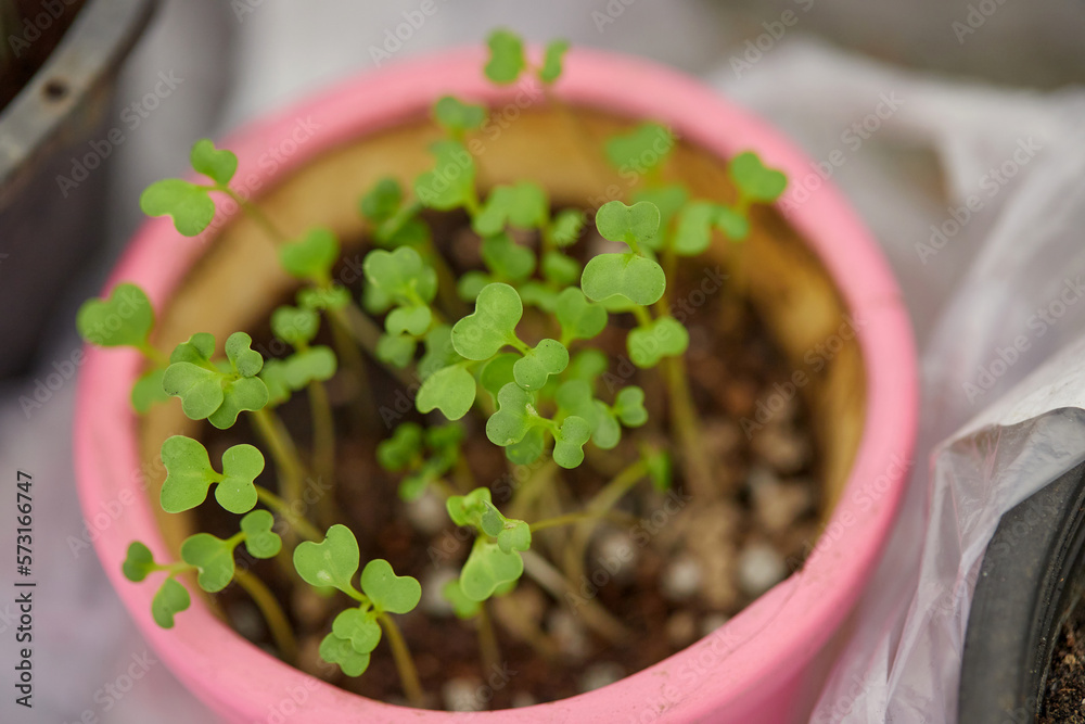 green seedling sprouts in a pot green seedling sprouts in a pot