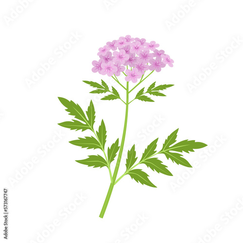 vector illustration, spring blooming valerian, medicinal plant isolated on white background.