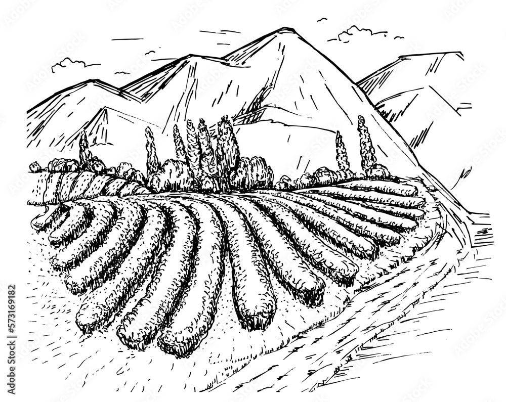 Tea plantation landscape in graphic style. Tea plantation sketch.