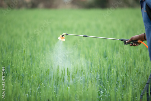 Farmer sprays pesticides chemical fertilizer in the wheat field to improve the crops productivity. selective field  shallow depth of field  or blur.