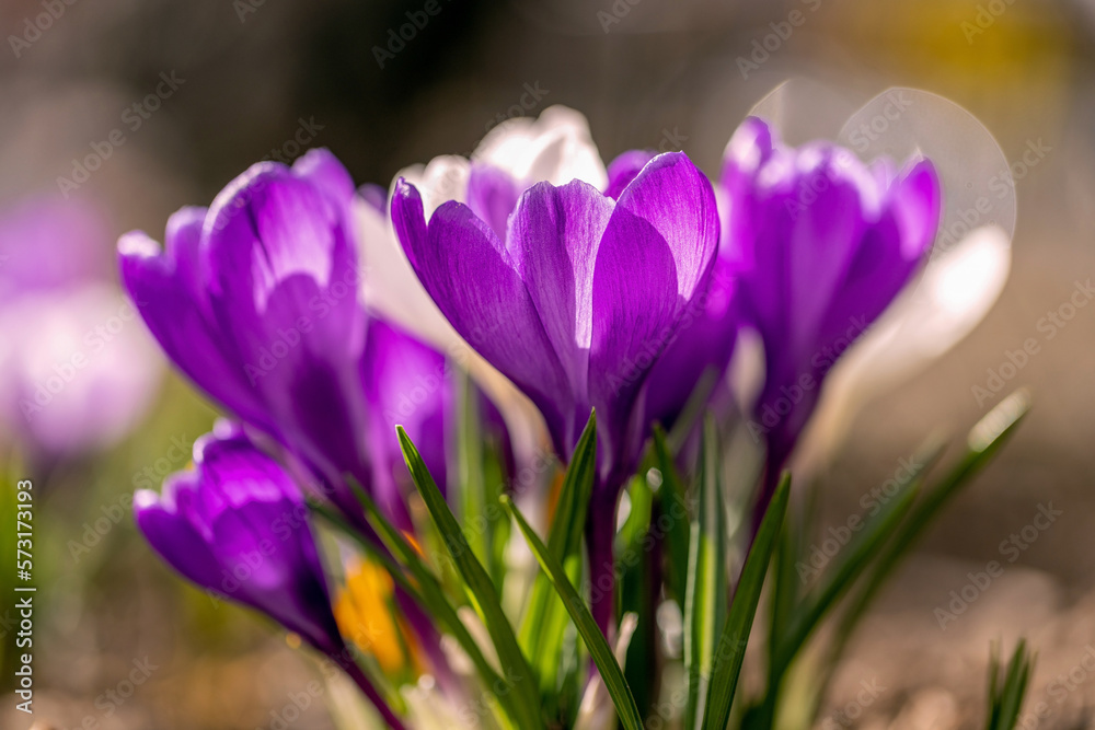 Krokusse -
Der Frühling kommt!
Der Lenz ist da!
Krokusse -
Der Frühling kommt!
Der Lenz ist da!