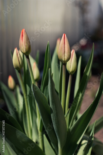 Seasonally blooming tulips. Close up of red tulip buds with green leaves in outdoor garden. The beginning of the blooming of the red tulip.