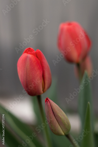 Seasonal blooming tulips. Close up of red tulip flowers with green leaves in outdoor garden. Red tulip flowers are blooming.