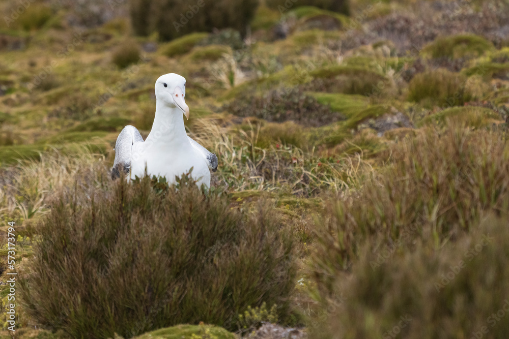 Fototapeta premium Southern royal albatross (Diomedea epomophora)