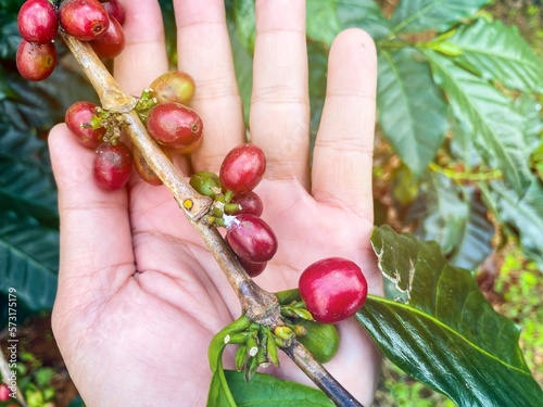 Hand holding a coffee bean.