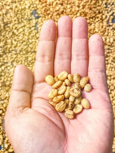 Hand holding a coffee bean.
