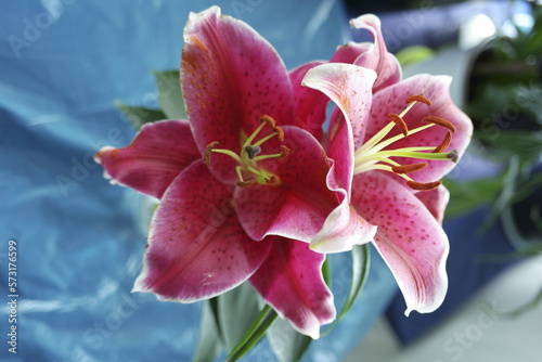 red lily on a blurred background