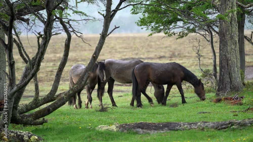 Feral horses at lago blanco on tierra del fuego in Patagonia Feral horses at lago blanco on tierra del fuego in Patagonia