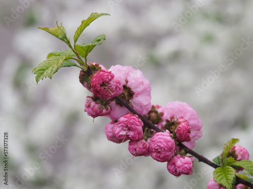 close-up of a Louisiania flower or three-lobed almond photo